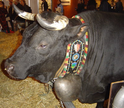 Bull awaiting the run